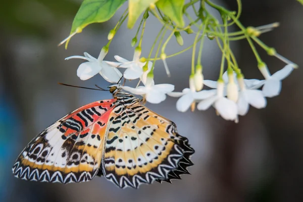 Borboleta close-up em flor (Borboleta tigre comum ) — Fotografia de Stock