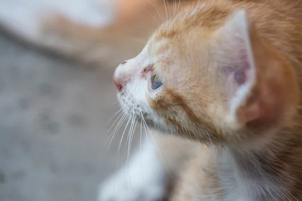 Visage de mignon petit chaton rouge — Photo