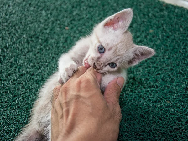 かわいい小さな灰色子猫の淡い緑のカーペットの上の男の手と — ストック写真