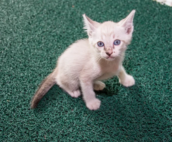 灰色のかわいい子猫が緑のじゅうたんの上に立つ — ストック写真