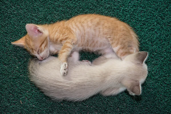 Cute little kitten sleeps on green carpet — Stock Photo, Image