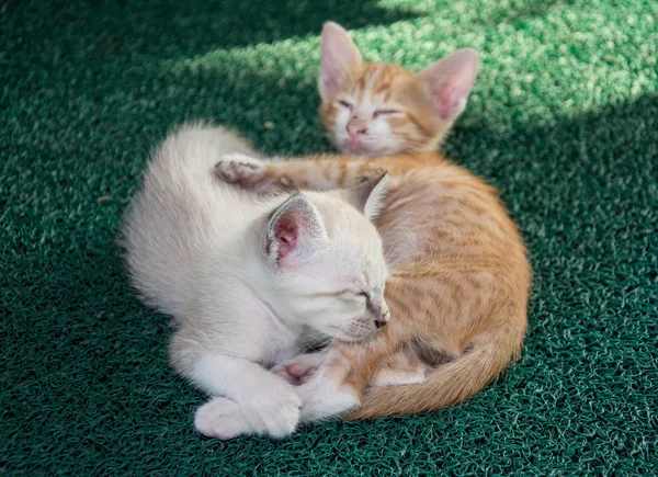 Cute little kitten sleeps on green carpet — Stock Photo, Image