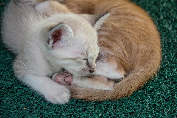 Cute little kitten sleeps on green carpet — Stock Photo, Image