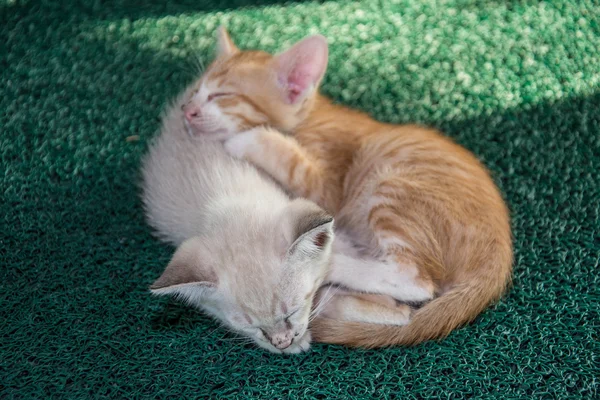 Cute little kitten sleeps on green carpet — Stock Photo, Image