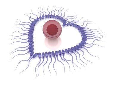 Beyaz arka plan üzerinde Sevgililer kavramı izole yumurta ile sperm 3D render
