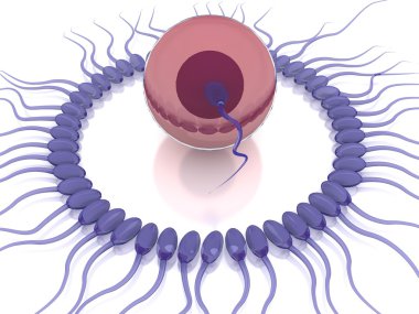 Beyaz arka plan üzerinde izole yumurta ile sperm 3D render,