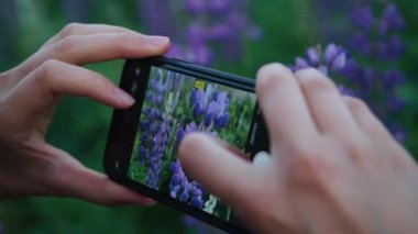 Bilinmeyen kadın elleri, arka planda Bluebonnet tarlası olan akıllı telefon kamerasıyla lupin çiçeklerinin fotoğrafını çekiyor. Kapat.