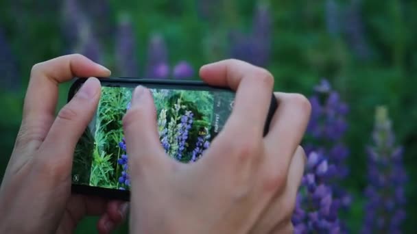 Manos de mujer desconocidas tomando fotos de flores de altramuz en una cámara de teléfono inteligente con el campo Bluebonnets en el fondo. De cerca. — Vídeos de Stock