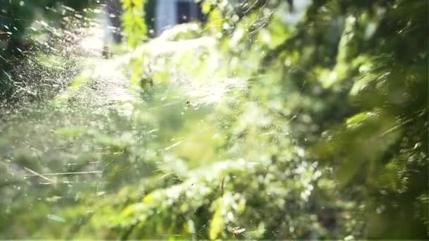 Spider sitting on web Rack focus on a large cobweb in the summer wind. Oncoming — Stock Video