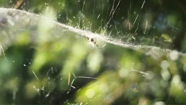 Spider sentado na web Rack se concentrar em uma grande teia de aranha no vento de verão. Fechar — Vídeo de Stock