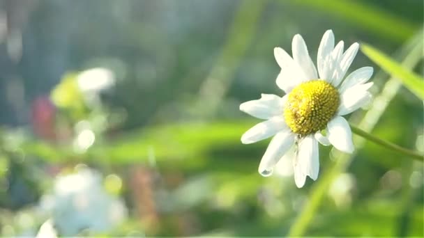 Vista superior Chamomile ducha chispeante gotas en un día soleado en cámara lenta Primer plano — Vídeos de Stock