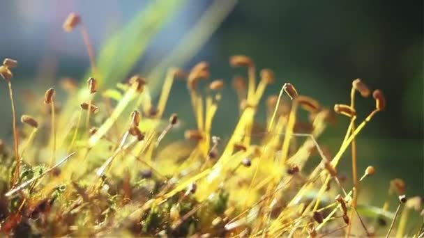 Viele braune Pilze an abgestorbenen Baumstümpfen an sonnigen Tagen. Nahaufnahme — Stockvideo