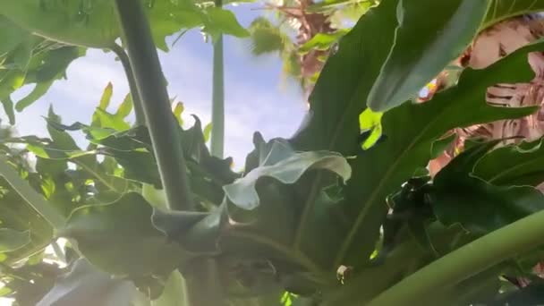 Вид веер пальмовых листьев тропических деревьев, качающихся листву ветра против облачного неба, зеленый лист рисунок природы тропический летний фон. — стоковое видео