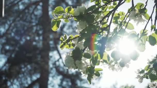 Весняна яблуня цвіте з гілками з сонячними спалахами і зеленим листям на зеленому фоні розмитого характеру. Квітка яблуні в саду. Прекрасні білі квіти. 4-кілометровий — стокове відео
