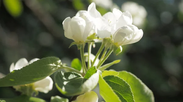 Kapatın. Taze elma ağacının dalında yeşil yapraklar ve koyu yeşil arkaplan bulanıklaşır. Baharda bahçede elma ağacı beyaz çiçeği