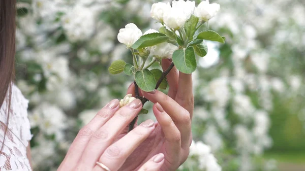 Zarif beyaz elbiseli kadın elleri yeşil yapraklı bahar çiçeği açan elma ağacını nazikçe tutar. Bahçedeki elma ağacı beyaz çiçeği. Güzellik, sağlık, tazelik ve doğallık kavramı. Kapat.