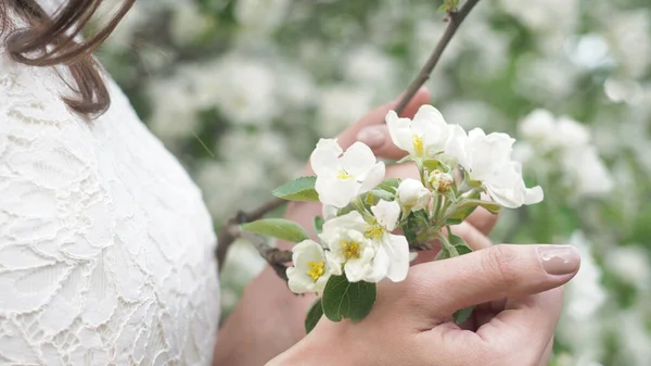Zarif beyaz elbiseli kadın elleri yeşil yapraklı bahar çiçeği açan elma ağacını nazikçe tutar. Bahçedeki elma ağacı beyaz çiçeği. Güzellik, sağlık, tazelik ve doğallık kavramı. Kapat.