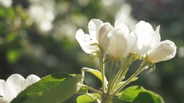 Taze bahar elma ağacının dalları, güneş ışıkları ve koyu yeşil yapraklarla kaplı arka plan bulanıklaşır. Bahçedeki elma ağacı beyaz çiçeği. Kapat.