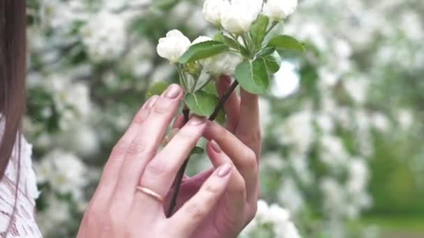 Las manos de la mujer tocan suavemente una rama con flores de flor de manzano primaveral y hojas verdes. Manzano flor blanca en el jardín. Concepto de belleza, salud, frescura y naturalidad. De cerca. — Vídeos de Stock