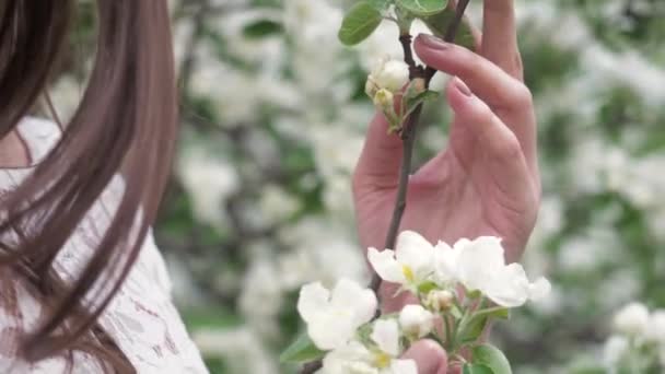 Las manos de mujer en elegante vestido blanco sujetan suavemente flores de flor de manzano de primavera con hojas verdes. Manzano flor blanca en el jardín. Concepto de belleza, salud, frescura y naturalidad. De cerca. — Vídeo de stock