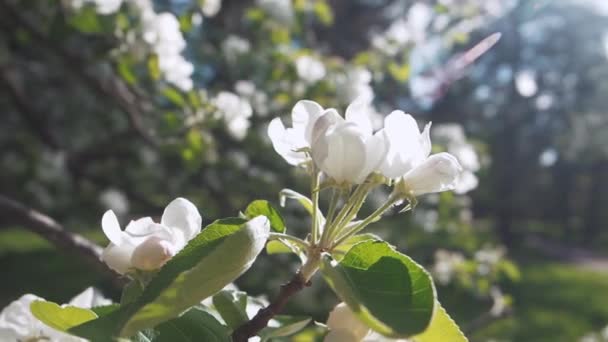 Branche de pommier printanier frais fleurissent avec des éruptions solaires et des feuilles vertes sur fond vert foncé nature floue. Pommier fleur blanche dans le jardin. Gros plan — Video