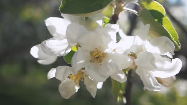 Branch of fresh spring apple tree white blossom and yellow stamens with sun flares and green leaves on dark green nature blurred background. Maçã flor branca árvore no jardim. Extremo de perto. — Vídeo de Stock