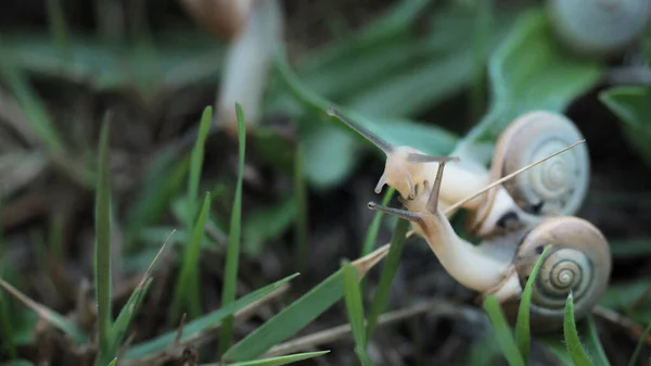 İki sevimli Helix Aspersa salyangozunun yanına yaklaşın. Kahverengi boynuzlu, yağmurdan önce yaz yeşilinde yavaşça sürünen. Orman yavaş yavaş vahşi yaşam konsepti. Acele etmeden hayatın tadını çıkar.