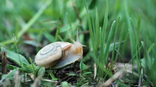 Güzel Helix Aspersa salyangozunun yakınında yağmurdan önce yaz yeşilinde sürünen kahverengi boynuzlarını yavaşça açar. Orman yavaş yavaş vahşi yaşam konsepti. Acele etmeden hayatın tadını çıkar.