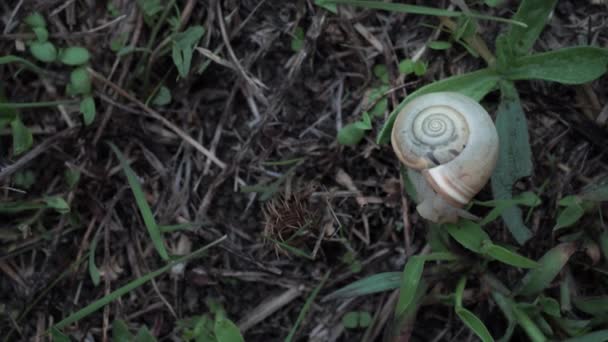 Vue d'en haut. Cute Helix Aspersa escargot ouvre lentement ses cornes brunes rampant en été vert gress avant la pluie. Forêt lentement concept de la faune. Profitez de votre vie sans précipitation — Video