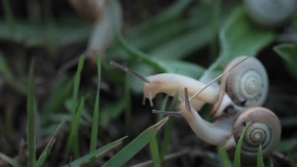 Gros plan de deux adorables escargots Helix Aspersa aux cornes brunes rampant lentement en été vert gress avant la pluie. Forêt lentement concept de la faune. Profitez de votre vie sans précipitation — Video