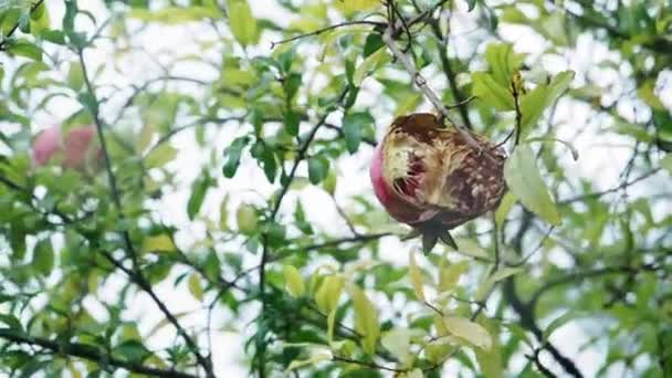 Overripe opened pomegranate fruit growing on tree. Unpleasant red pomegranate on tree. Spoiled unfresh fruits on the branch of Garnet tree. Natural food concept — Stock Video