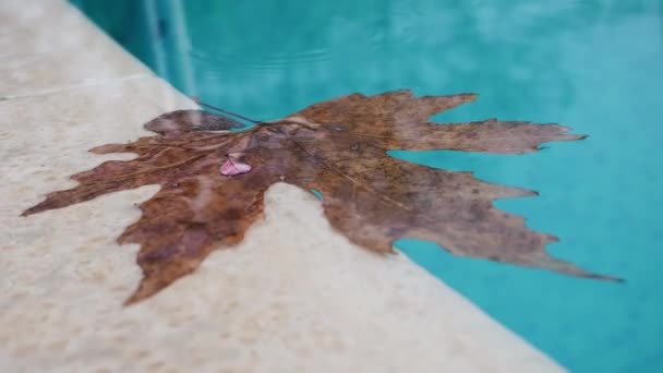 Folha de bordo caída grande e folhas pequenas flutuam lentamente na água azul limpa da piscina quando as gotas da chuva que caem para baixo criando anéis na água. Folha seca do bordo do outono na superfície da água fora — Vídeo de Stock