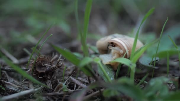 Vue latérale. Adorable escargot Helix Aspersa ouvre lentement ses cornes brunes rampant en été vert gress avant la pluie. Forêt lentement concept de la faune. Profitez de votre vie sans précipitation — Video