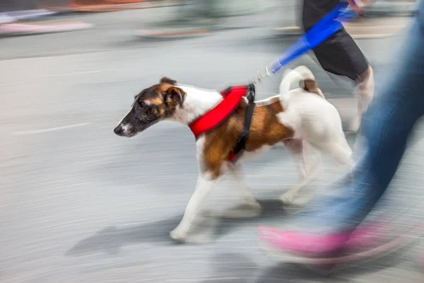 Venčení Psa Ulici Pohybu Rozmazání — Stock fotografie