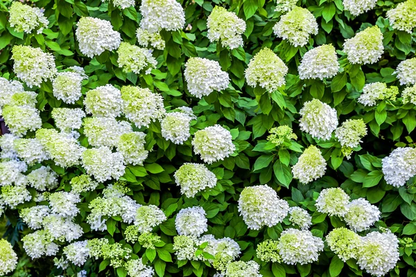 Grandes flores blancas sobre un fondo de hojas verdes del árbol — Foto de Stock