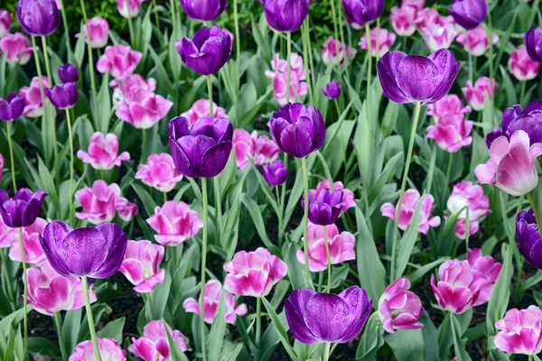 Frühling Tulpen Blumen im grünen Gras — Stockfoto