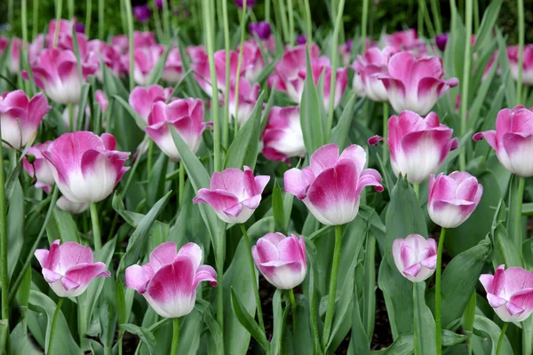 Frühling Tulpen Blumen im grünen Gras — Stockfoto