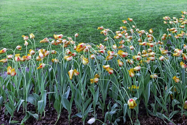 Frühling Tulpen Blumen im grünen Gras — Stockfoto