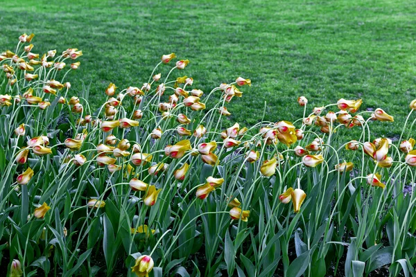 Frühling Tulpen Blumen im grünen Gras — Stockfoto