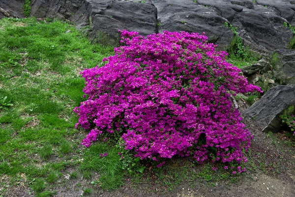 Leuchtend violett blühender Strauch — Stockfoto