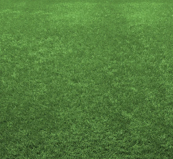 Feld aus hellgrünem Gras — Stockfoto