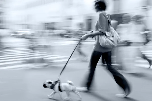 Caminhando o cão na rua — Fotografia de Stock