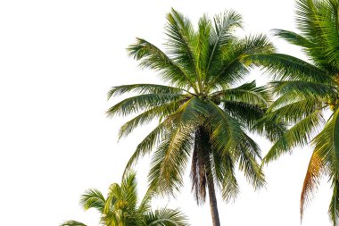 Hindistan cevizi palmiye yaprağı nesne ve rötuş tasarımı için kırpma yolu ile beyaz üzerinde izole.