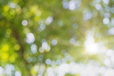  Soyut güneş ışığı bokeh yeşil arka plan. bahar, yeşil mevsim