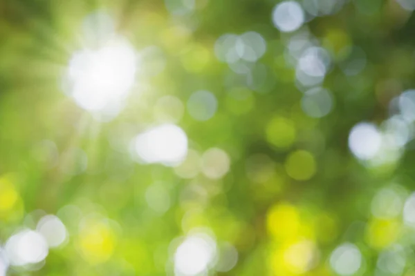 Soyut Güneş Işığı Bokeh Yeşil Arka Plan Bahar Yeşil Mevsim — Stok fotoğraf