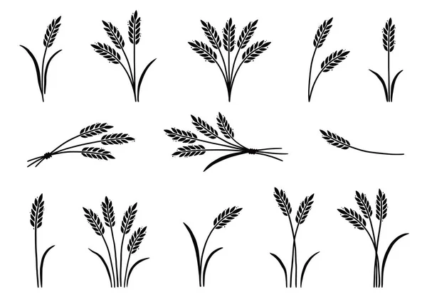 小麦，大麦，大米图标。手绘 — 图库矢量图片