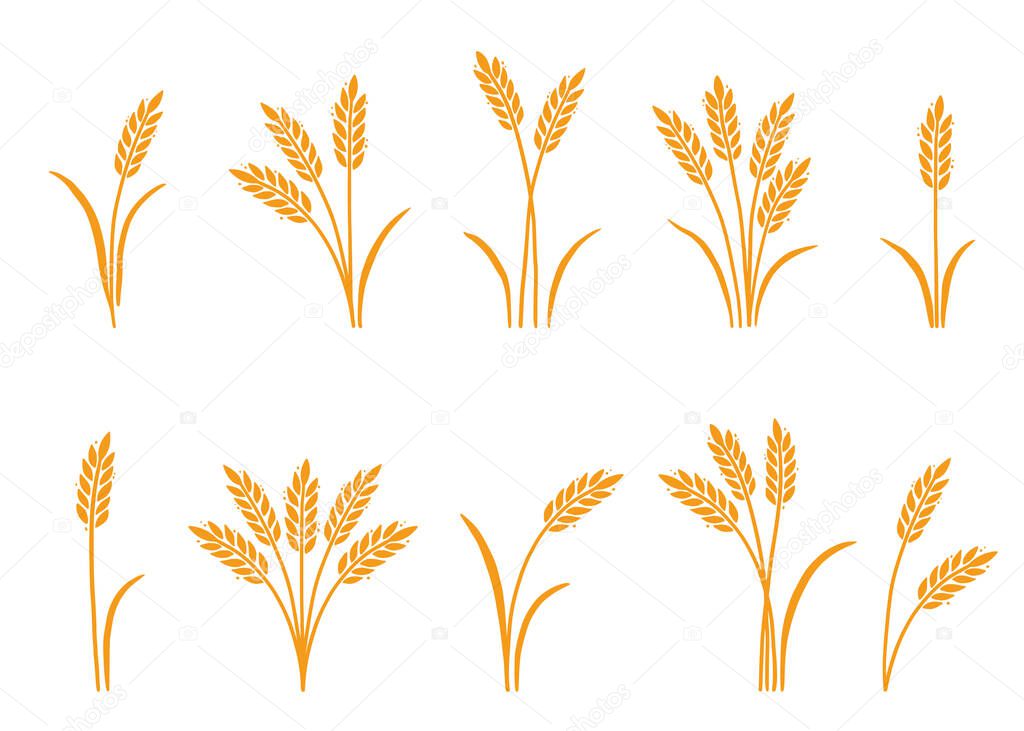 Wheat, barley, rice icon. Hand drawn