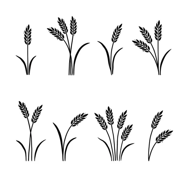 Pszenica, jęczmień, ikona ryżu. Ręcznie rysowane — Wektor stockowy