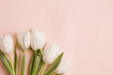 Beyaz çiçekli bir arka plan. Soluk pembe arka planda laleler. Boşluğu kopyala