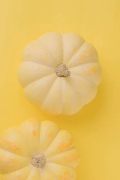 White pumpkins on a yellow background. Horizontal photo